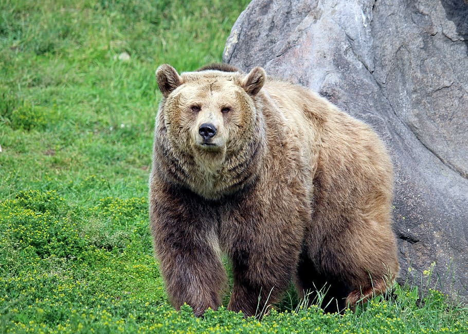 beruang grizzly, beruang, grizzly, montana, bozeman, pertemuan montana grizzly, hewan, tema hewan, binatang menyusui, satwa liar hewan