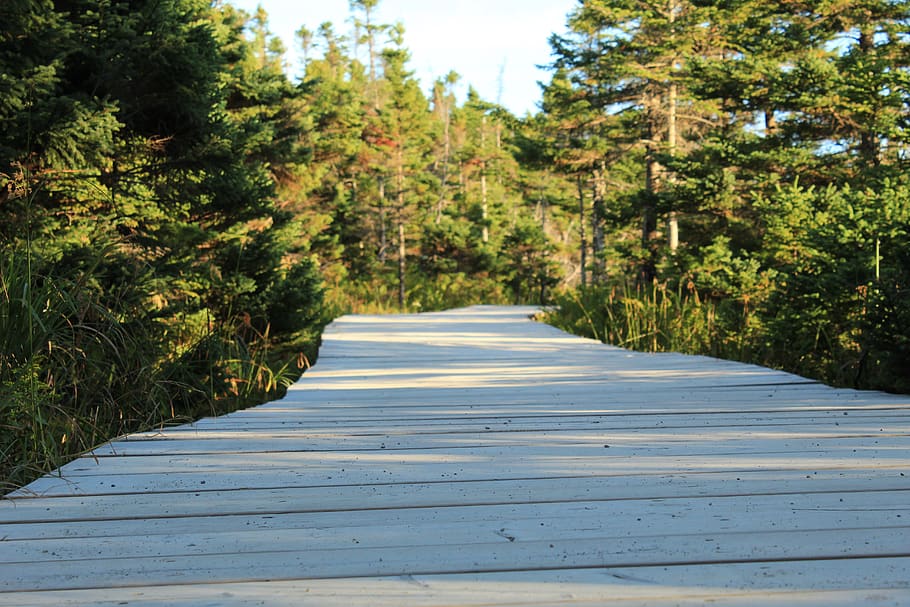 wooden path, wooden track, away, forest, trees, conifers, path, hiking, wood, plank road
