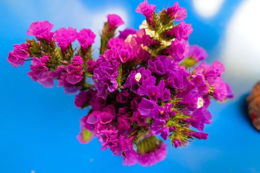 ungu, bunga, tanaman berbunga, tanaman, kesegaran, keindahan di alam, close-up, kerapuhan, kerentanan, warna merah muda