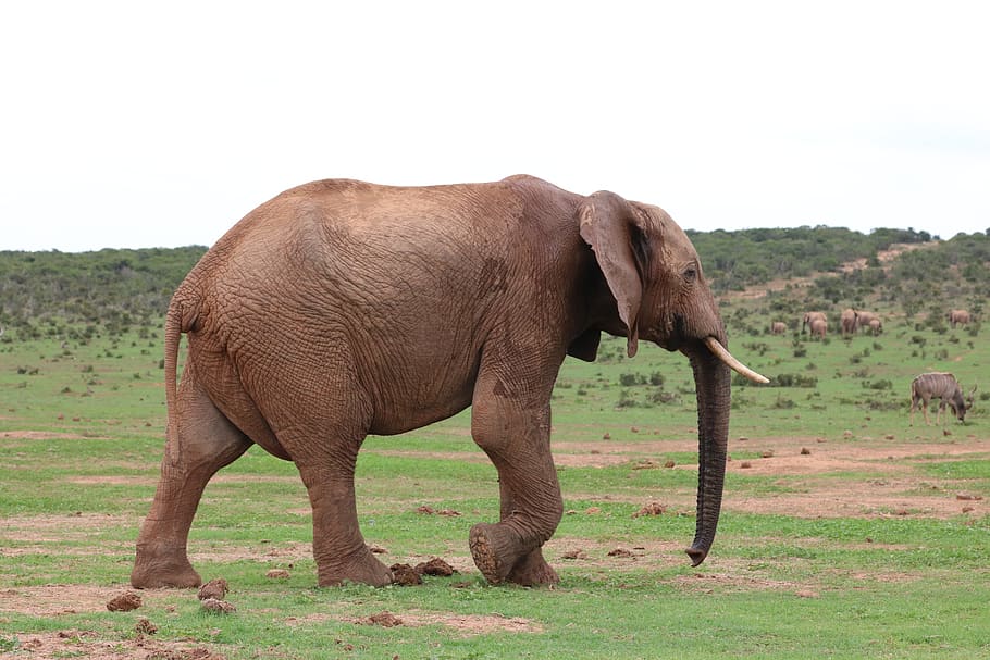 gajah, pachyderm, gading, afrika, hewan, safari, mamalia, alam, belalai, dunia binatang