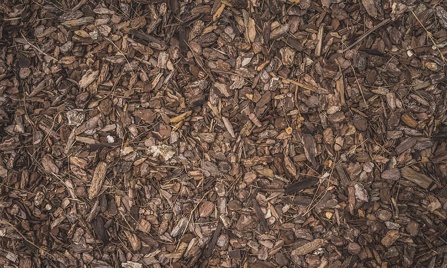 bark, bach, autumn, nature, forest, full frame, backgrounds, brown, directly above, abundance