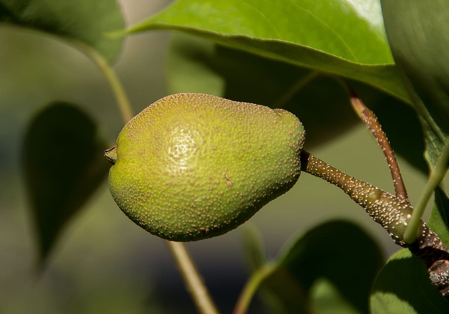 nashi pear, asian pear, pyrus pyrifolia, fruit, small, immature, tree, delicious, plant, growth