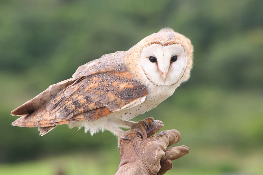barn owl, bird, owl, animal, nature, raptor, wildlife, perched, nocturnal,  predator | Pxfuel