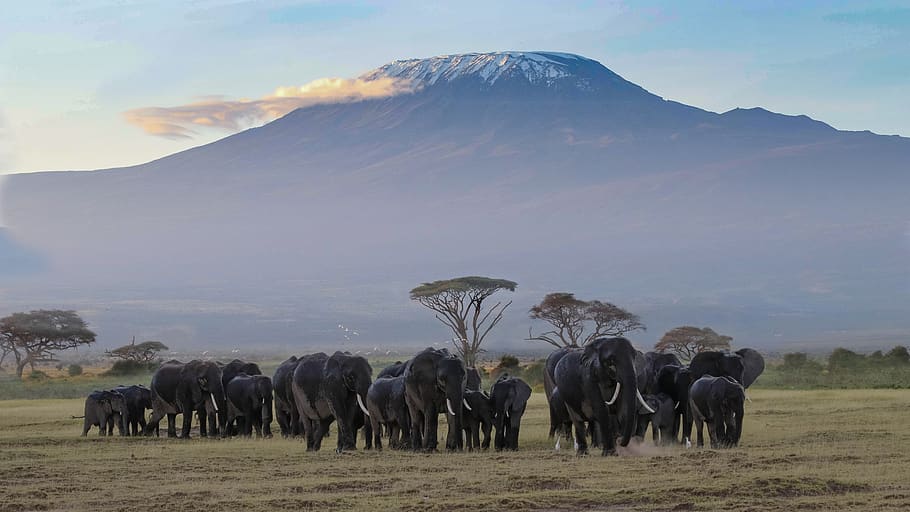 africa, kenya, amboseli, safari, animal world, wilderness, nature, national park, landscape, savannah