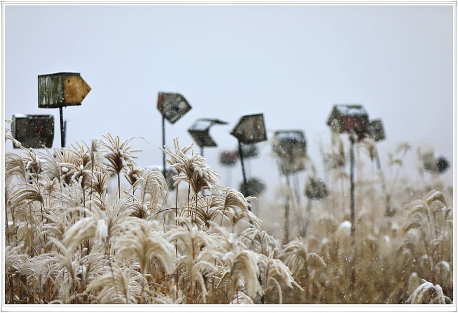 seoul, sky park, snow temperature day, silver grass, field, nature, auto post production filter, land, day, winter