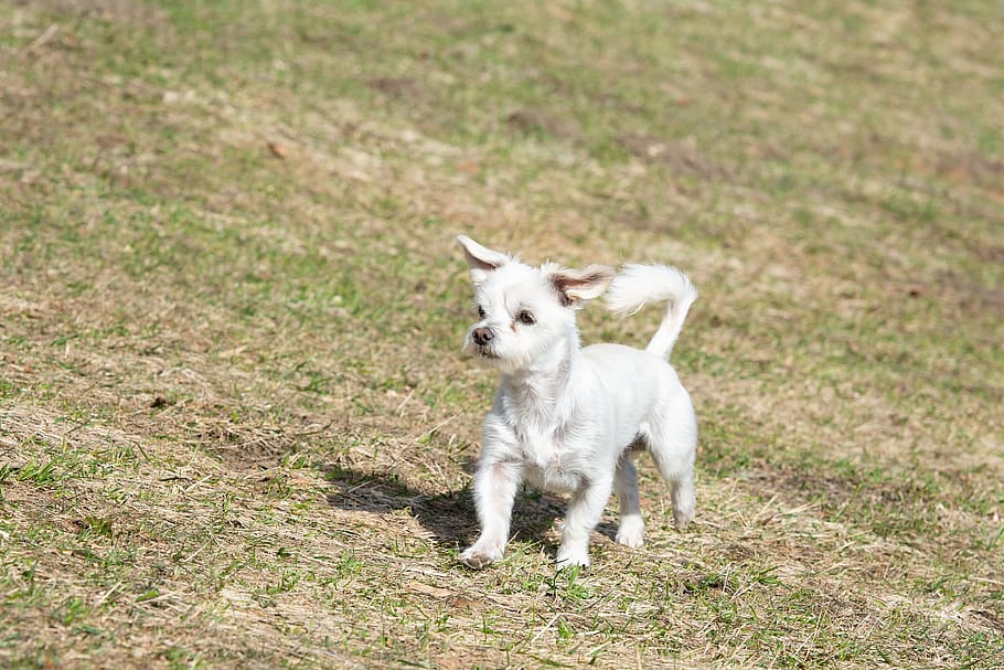 perro, blanco, prado, fuera, naturaleza, en movimiento, correr, pequeño, pequeño perro, malva-havanese