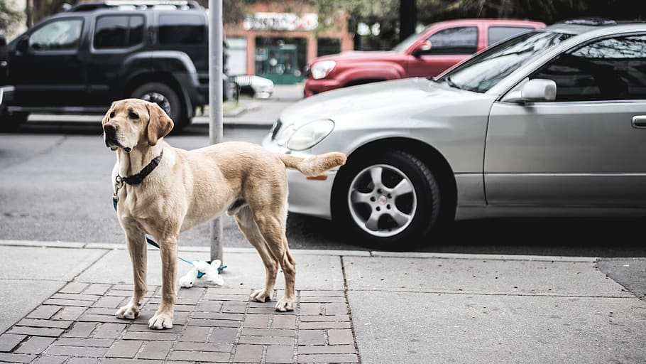 canino, carros, cão, passeio, labrador, pavimento, animal de estimação, pólo, recuperador, calçada
