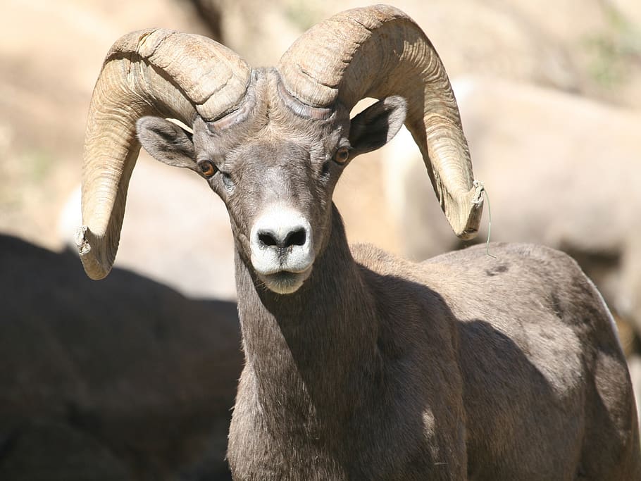 bighorn, sheep, ram, male, portrait, close up, wildlife, nature, ovis canadensis, horns