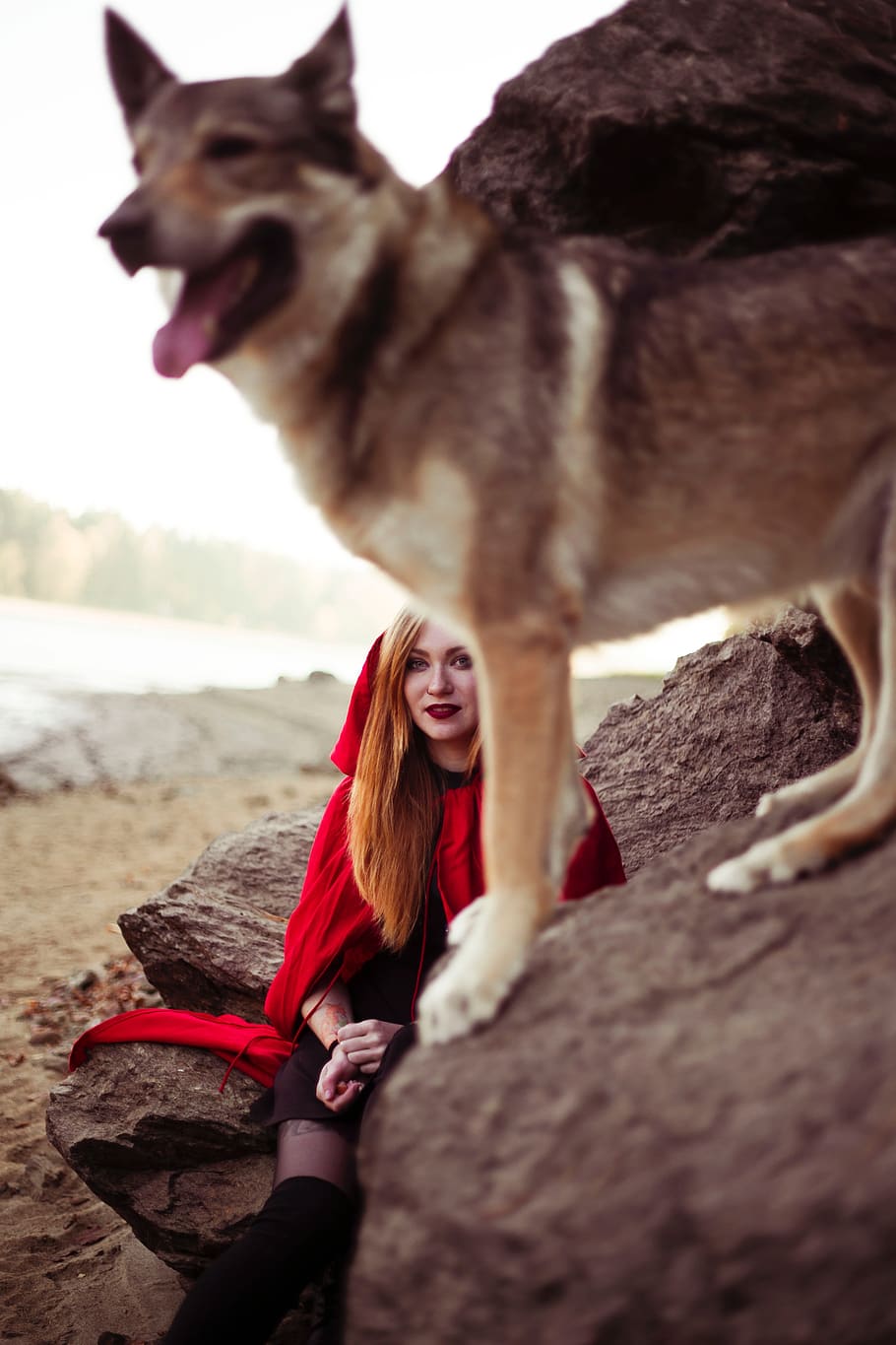 wolf, riding hood, girl, forest, story, red, animal, trees, old, antique