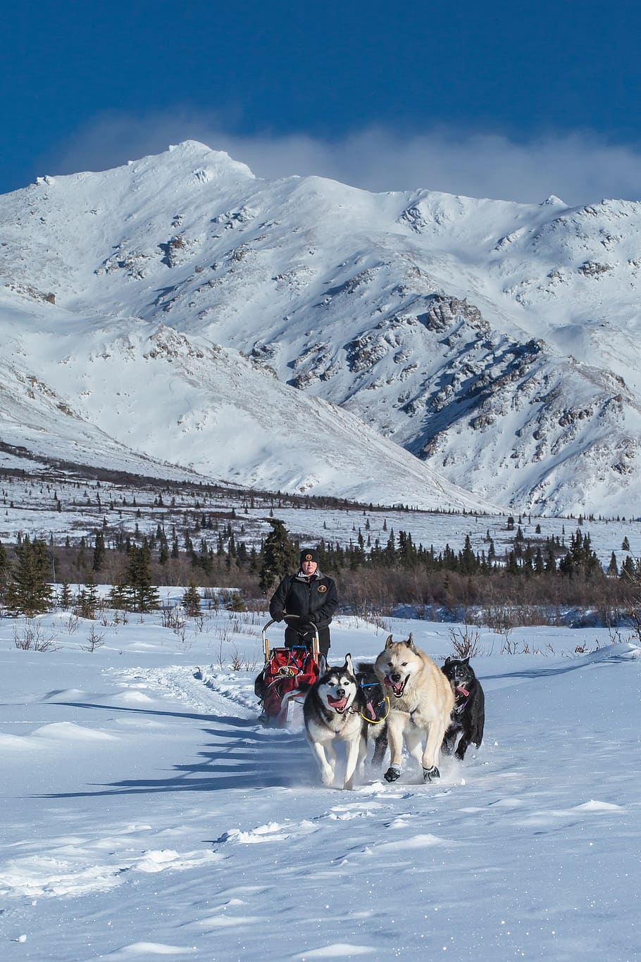 dogs, snow, sled, team, dogsled, teamwork, winter, dog sled, frank, alaska