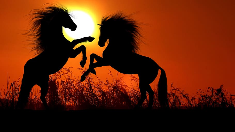puesta de sol, caballo, combate, crepúsculo, colorido, naturaleza, hermosa, tarde, color, silueta