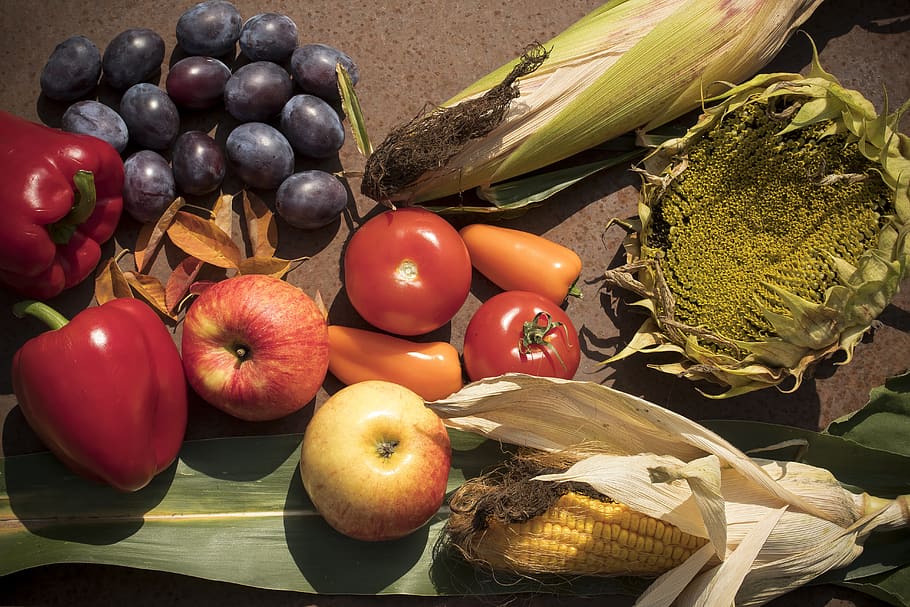 autumn, harvest, paprika, plums, apple, tomatoes, corn on the cob, corn, sunflower, food