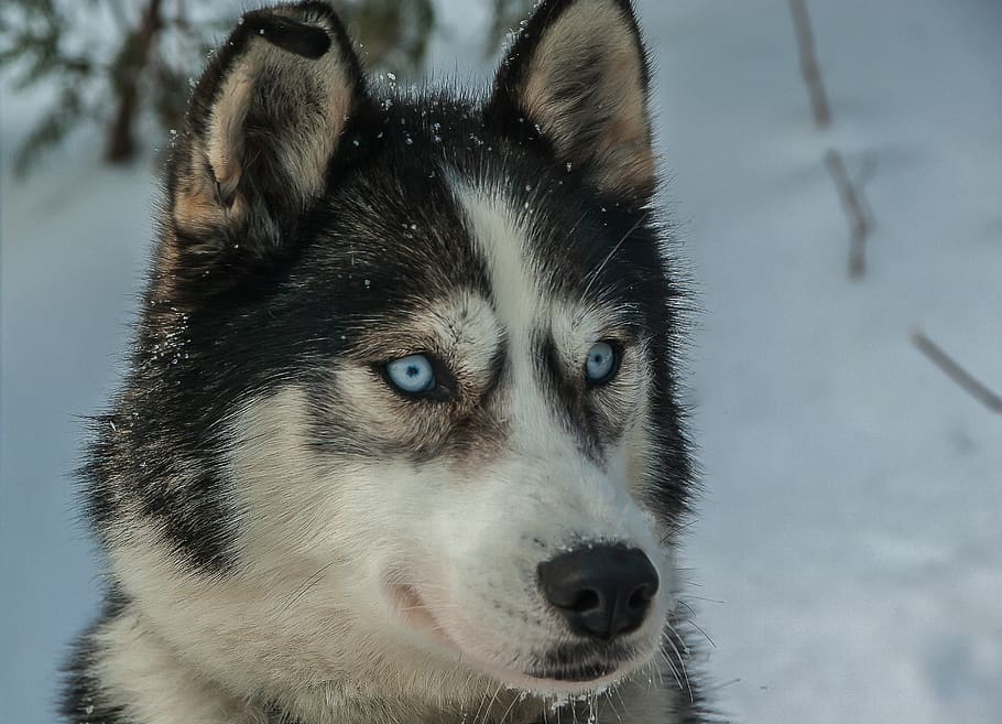 perro, husky, perro de trineo, pelaje, un animal, temas de animales, animal, canino, mamífero, nieve