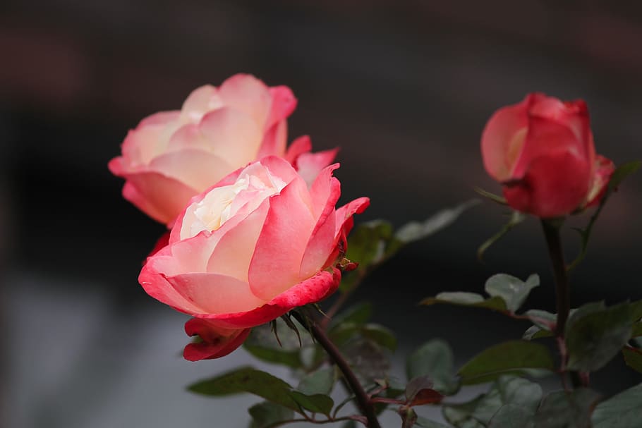 rose, rose petals, petals, romantic, blossom, bloom, red, rose blooms, decoration, tender