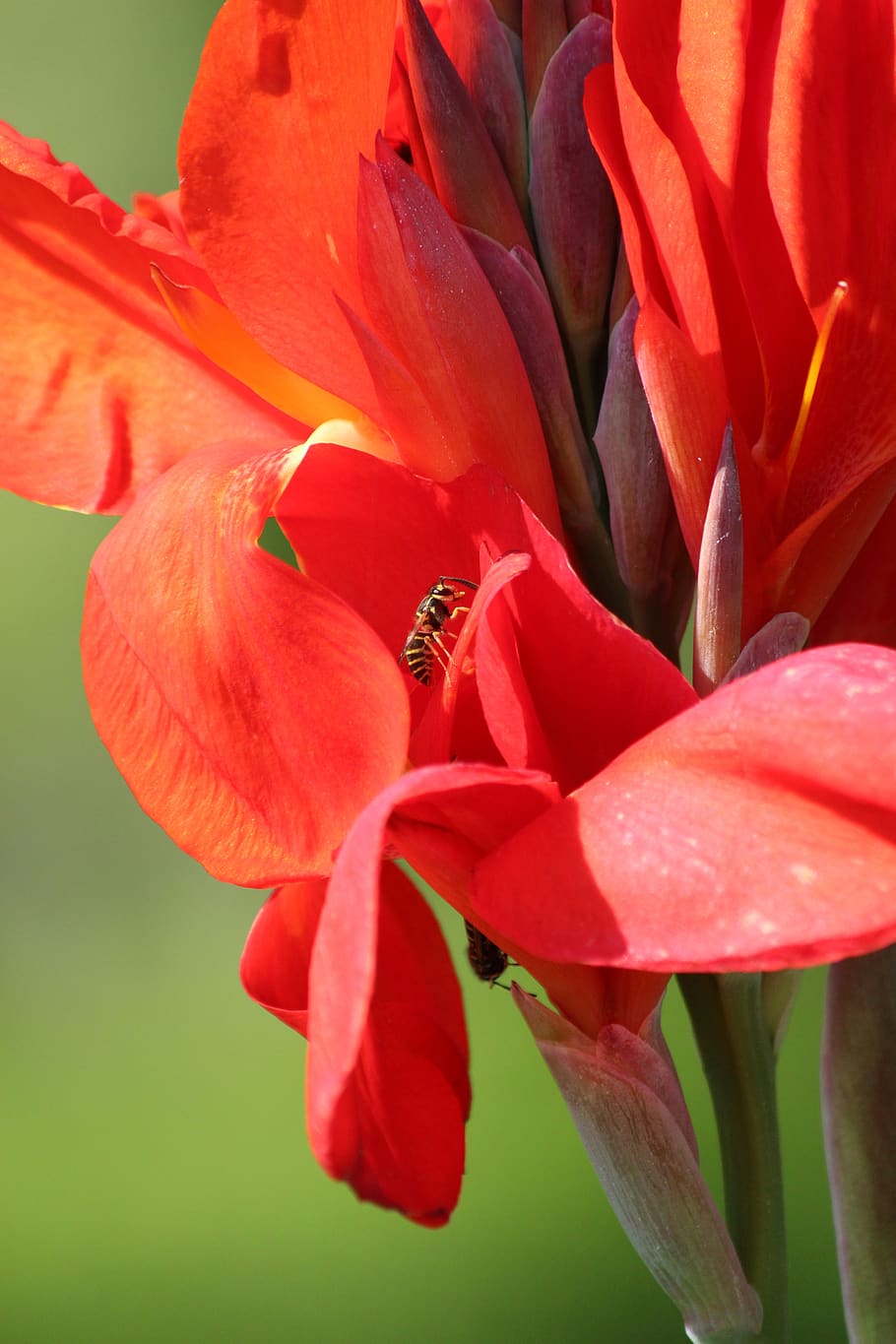 kanna, flower, red flower, canna, red, green, bloom, flora, nature, plant