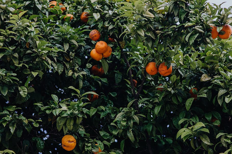laranjas, árvore, lagos, portugal, fruta, laranja, algarve, crescimento, alimentação saudável, comida e bebida