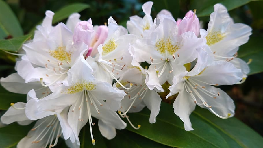 rhododendron, white, bush, flowers, flower, white-pink, pestle, spring, bloom, petals