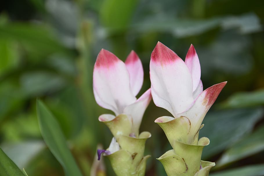 Fotos la flor de la cúrcuma libres de regalías | Pxfuel