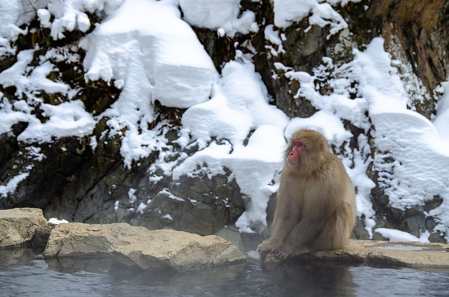 snow monkey, japanese macaque, japan, winter, bathing, wildlife, primate, spa, snow, attraction