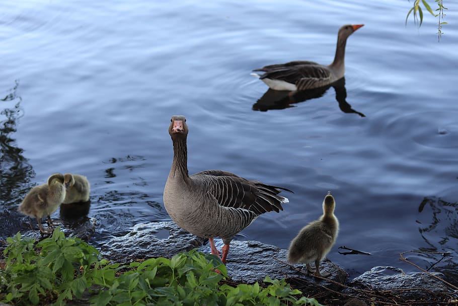 geese, gray geese, geese family, bird, water, animals in the wild, animal wildlife, animal themes, group of animals, vertebrate