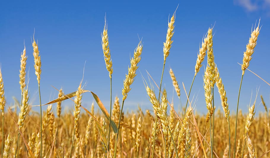 cultivation, dry, ear, farm, farming, field, flour, food, golden, grain