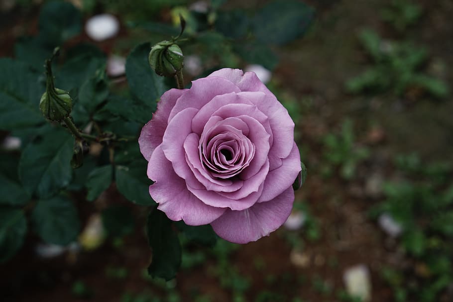 rosa, flor, pétalo, amor, floral, extraño, papel tapiz rosa, belleza en la naturaleza, planta, planta floreciendo