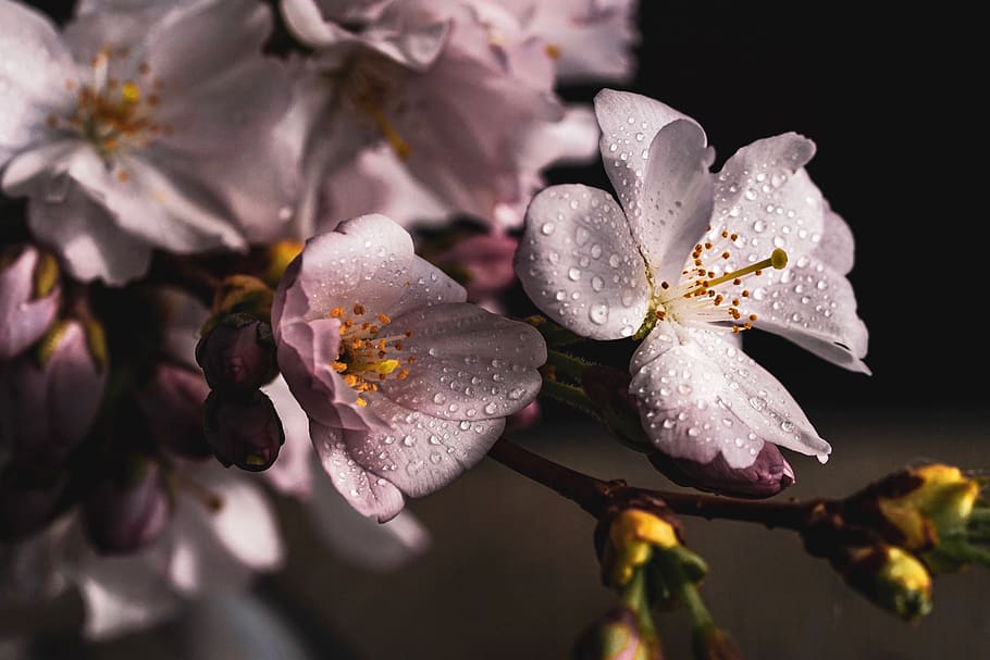 cherry blossoms, branch, pink, spring, cherry blossom, nature, bloom, sakura, ornamental cherry, drop of water