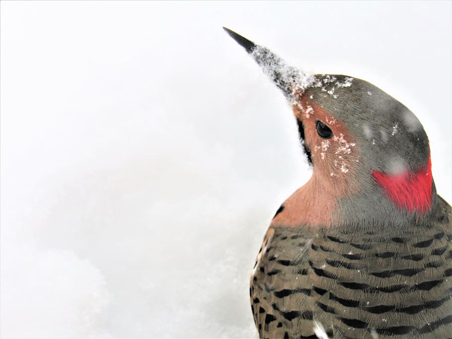 flicker woodpecker, woodpecker, flicker, sheltering, cold, snowy, snowstorm, on the ground, spotted, wild bird