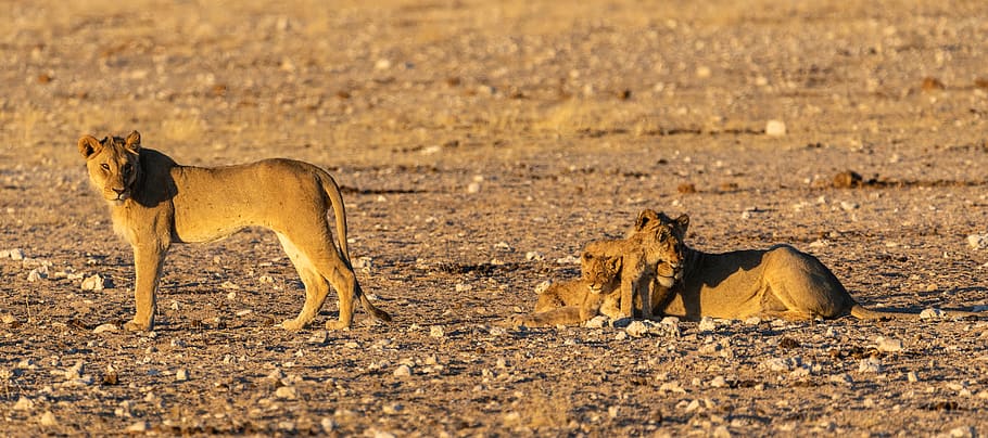 león, bebé, familia, joven, melena, gato grande, depredador, melena de león, macho, gato montés