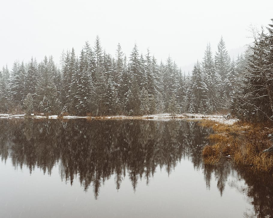 lake, water, reflection, grass, plant, trees, sky, nature, snow, winter