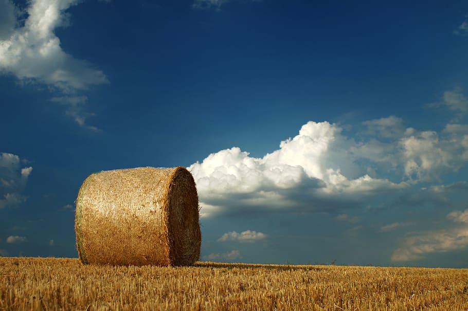bal jerami, jerami, pertanian, panen, hay, bidang, pedesaan, musim panas, lanskap, langit