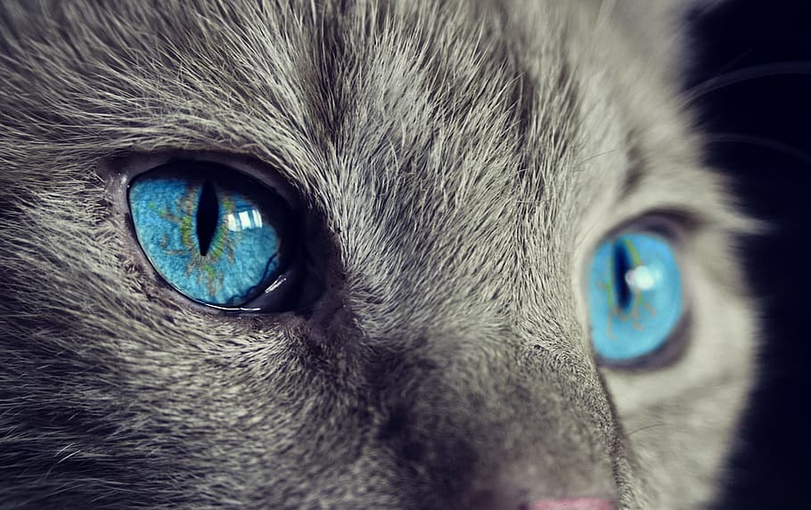 gato, animal, ojos, azul, mascota, temas de animales, un animal, doméstico, mamífero, mascotas