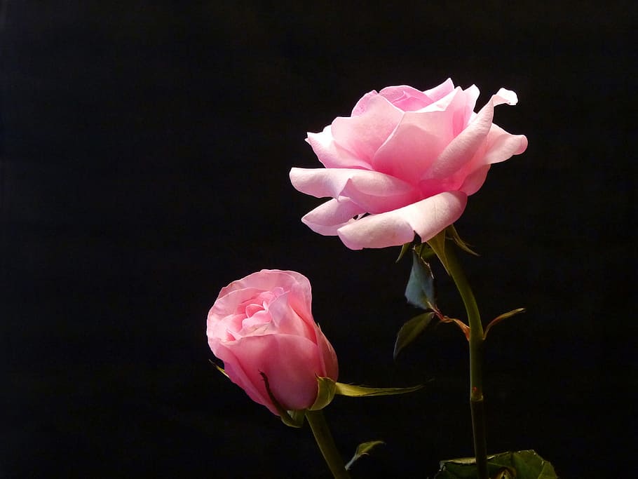 dua, merah muda, mawar, hitam, latar belakang., gambar bunga, gambar mawar, foto mawar, gambar mawar merah muda, mawar merah muda