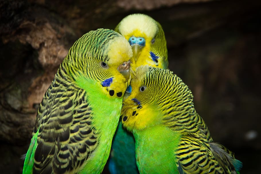 budgerigars, birds, animal world, parakeet, creature, cute, animal, friendship, parakeets, green