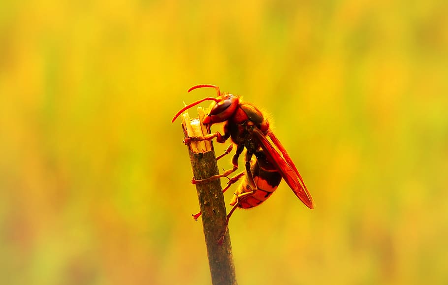 european hornet, insect, work, socket, wood, sprig, animals, nature, at the court of, invertebrates