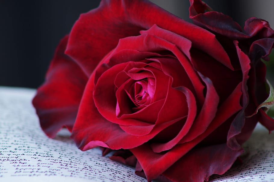 red rose, book, rose, feeling, passion, flower, rose blooms, roses, love, burgundy