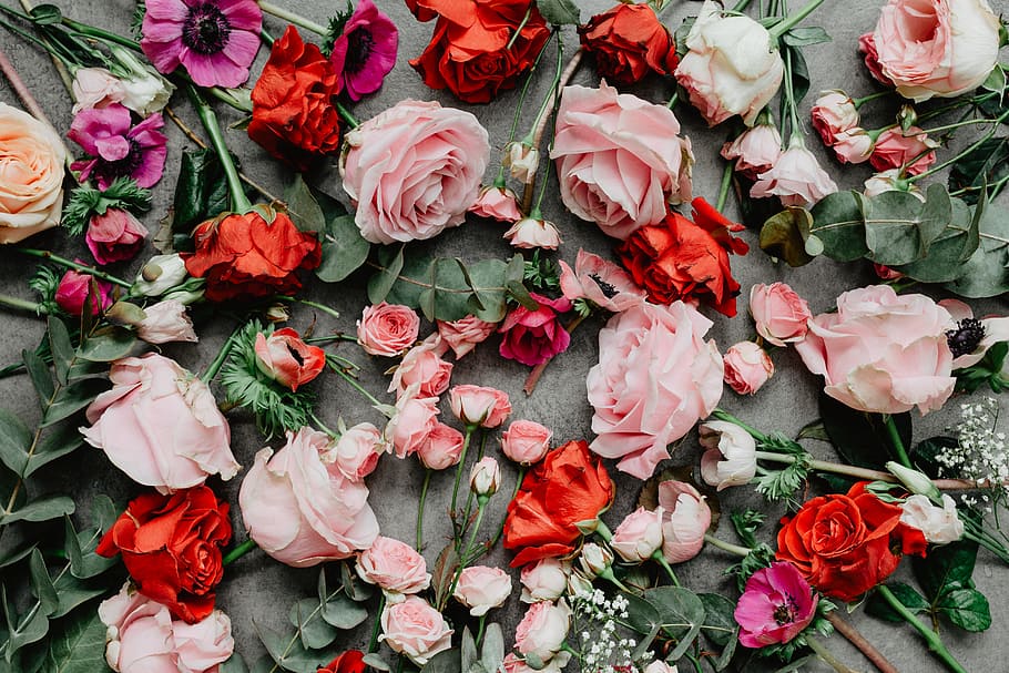 bunga lay datar, lay datar, flatlay, bunga, mawar, valentines, merah, pink, indah, ruang copy