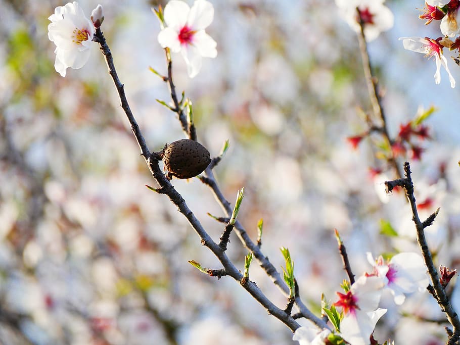 almond blossom, february, almond tree, blossom, bloom, almond, closed, flower, tree, plant