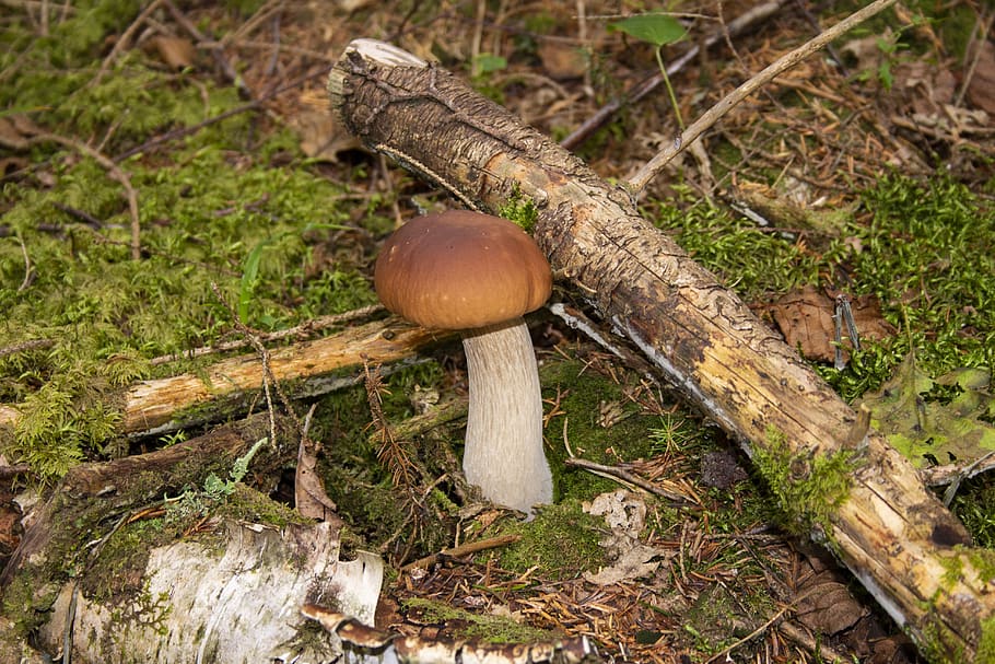 cep, nature, edible, mushroom, autumn, food, fresh, delicacy, noble rot, forest