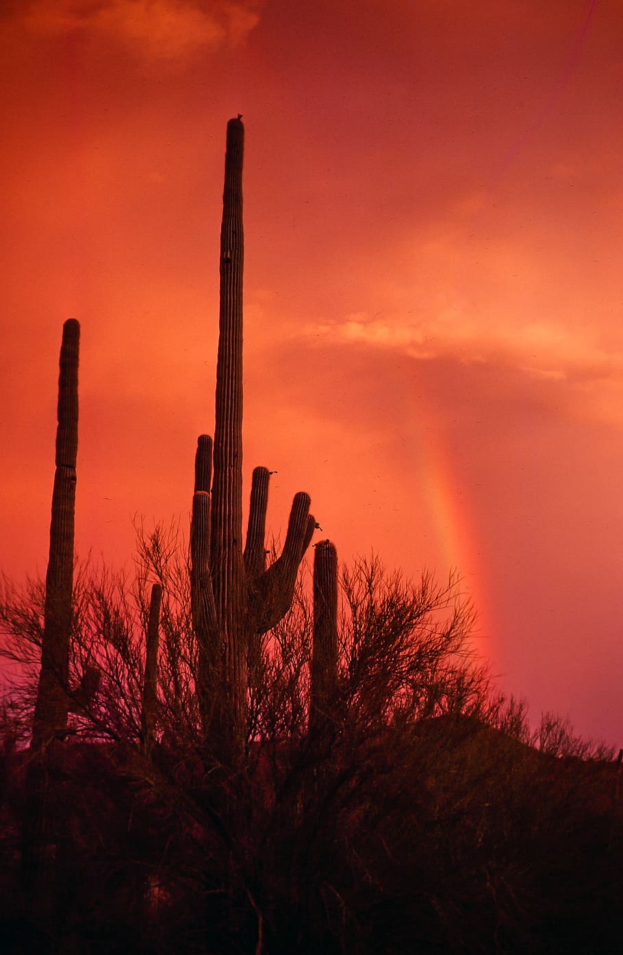 rainbow, saguaro cactus, sunset, arizona, beautiful, cactus, clouds, colorful, desert, landscape