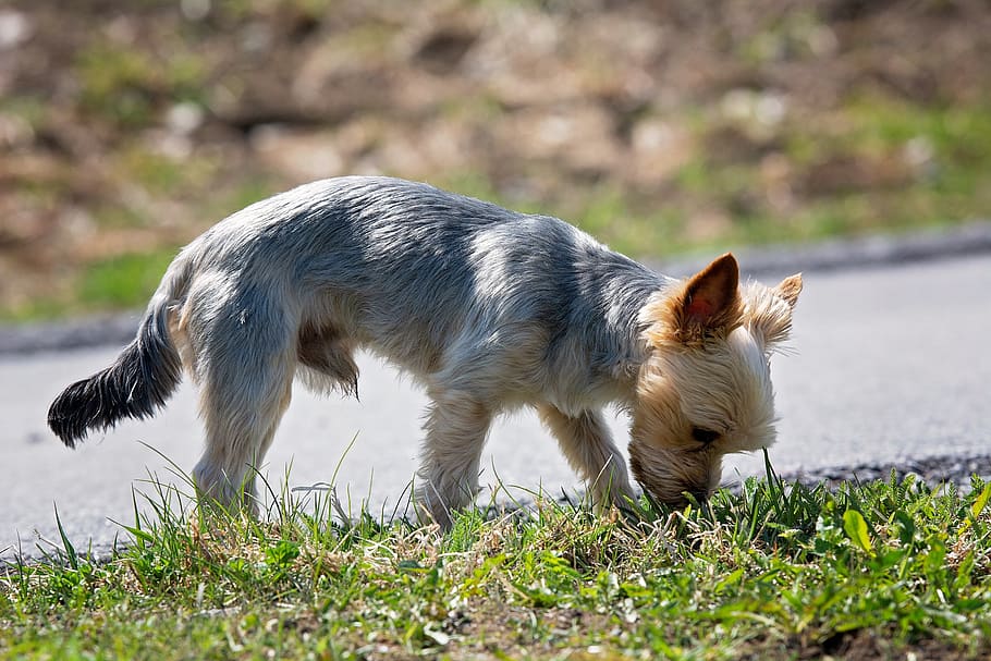 dog, wayside, grass, meadow, sniffing, smell, explore, nature, small dog, yorkshire terrier