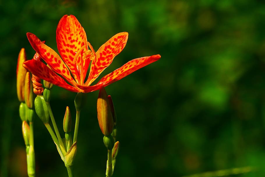 flower, buds, seeed pods, ornamental, plant iris domestica, commonly, known, leopard lily, blackberry lily, flower.