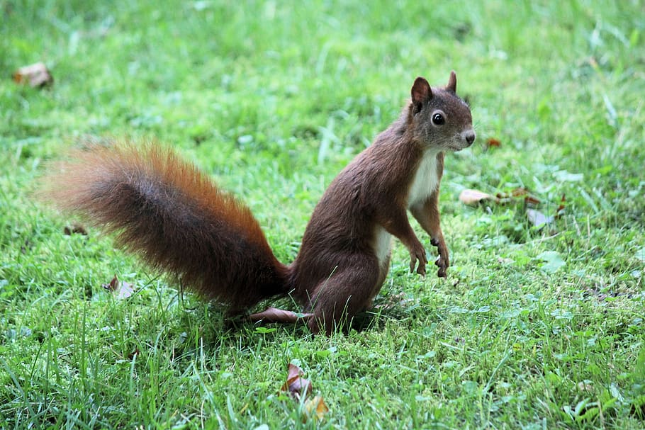 the squirrel, standing, rodent, animal, jump, agile, shy, grass, meadow, nature