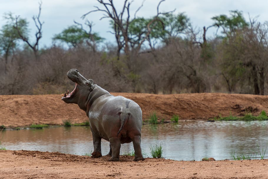 hipopótamo, animal, mundo animal, áfrica, agua, safari, salvaje, hipo, swazilandia, temas de animales