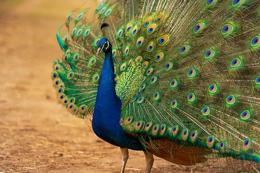 pájaro, pavo real, pavo real azul, plumaje, proyecto de ley, ala, cerrar, patrón, textura, hermoso