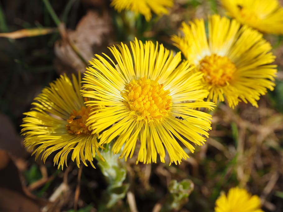 tussilago farfara, flower, blossom, bloom, yellow, tussilago, composites, asteraceae, spring flower, early bloomer