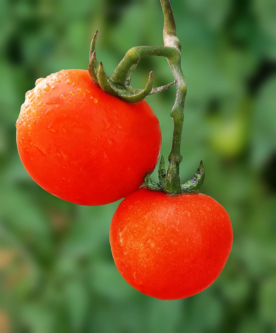 tomato, veggies, health, plant, fruits, tomatoes, vegetables, red, fruit, food