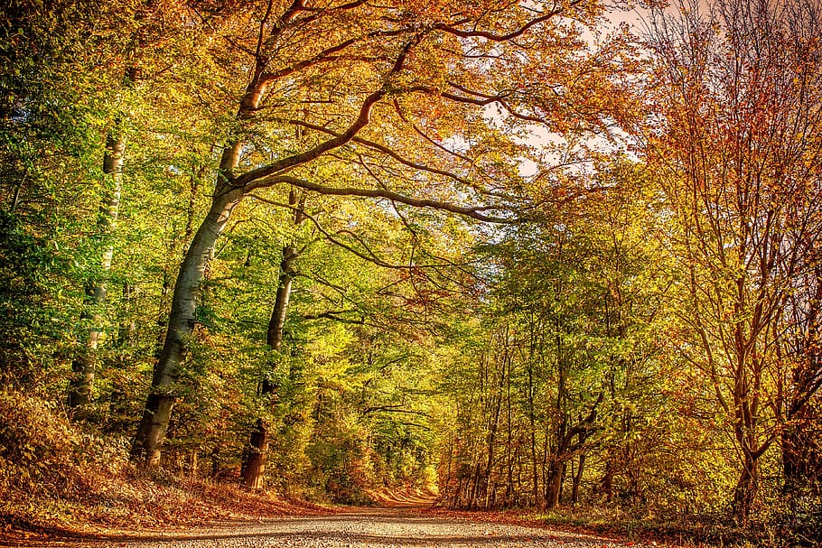 floresta de outono, natureza, árvore, árvores de folha caduca, floresta, folhagem de outono, folhas, humor, paisagem, brilhante