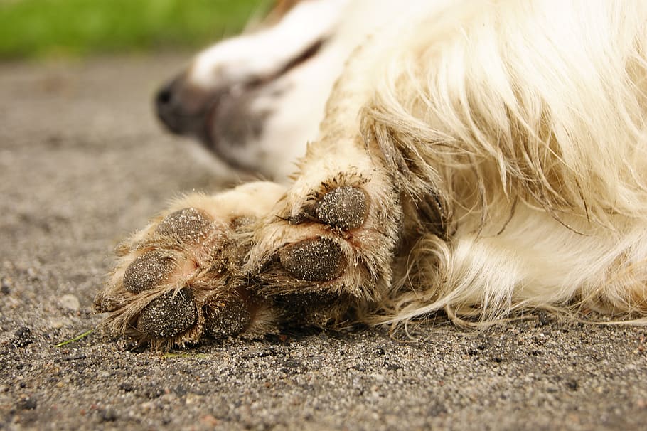 dog, paws, friend, paw, pet, animals, pud, track, the rate of, friendship