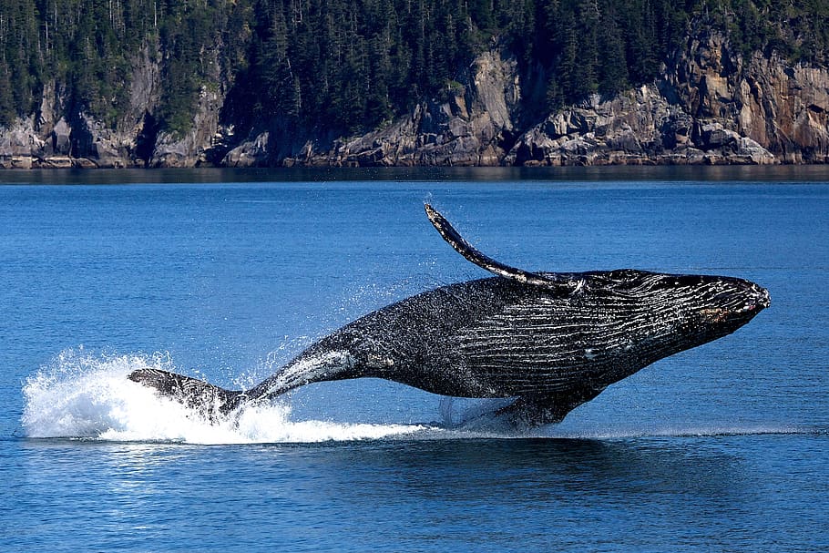 ballena, jorobada, mar, agua, océano, mamífero, vida silvestre, brecha, salto, aleta